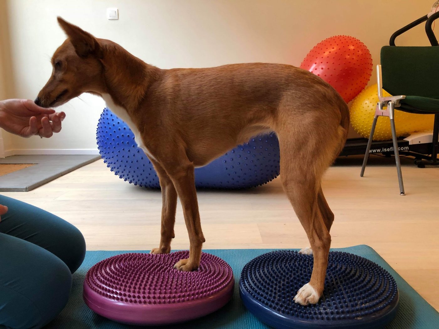 Revalidation d’un chien chez Dogood